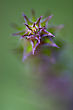 Stock Photo : Italy Pictures: Abstract Flowering Of A Plant Torsion In The Spring