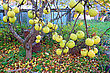 Autumn Stock Photography: Apple On Branch In Autumn Garden