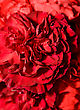 Stock Photo : Macro Pictures: Beautiful Carnation Flower Bud In The Flowerbed
