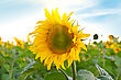 Stock Photo : Sunburst Stock Photography: Beautiful Sunflowers At Field With Blue Sky And Sunburst