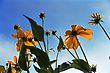 Bug's Eye View Of Orange Flowers