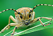 Bug Saperda Carcharias, Sleeps Early In The Morning - stock photography