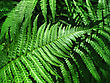 Leaf Stock Image: Close Up Of Fresh Green Fern Leafs Background
