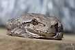 America Cope's Gray Tree Frog Resting On A Ledge - stock photo
