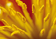Stock Photo : Allergic Stock Photo: Floral Background