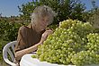 Stock Photo : Smiling Stock Image: Grape Orchardist In Spain