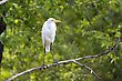 America Great White Egret Perched In A Tree In A Park - stock image