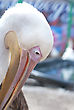 Stock Photo : Pose Stock Photo: Great White Pelican Closeup - Pelecanus Onocrotalus