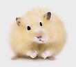 Stock Photo : Creatures Mythical Stock Photography: Hamster
