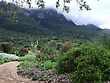 A Kirstenbosch scene