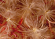 Stock Photo : Allergic Stock Photography: Macro of Flower Pollen