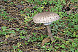 Stock Photo : Groups Small Stock Image: Parasol Mushroom (Macrolepiota Procera) Is A Basidiomycete Fungus With A Large, Prominent Fruiting Body Resembling A Lady's Parasol. It Is Found Solitary Or In Groups And Fairy Rings In Pastures And O