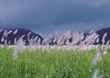 Stock Photo : Allergic Stock Photography: Prairie