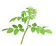 Leaf Stock Photo: Single Young Branch Of Dog-rose With Green Leafs Close-up Studio Photography