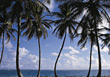 Stock Photo : Palm Stock Photo: Tropical Palm Trees