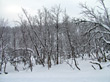 Winter Landscape